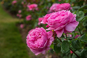  teabag newsha damask rose