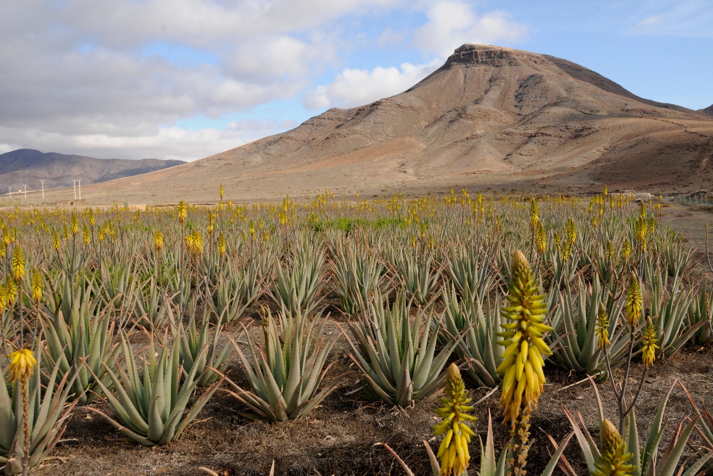 The farm of ale vera (Aloe barbadensis Mill) in the foothills.