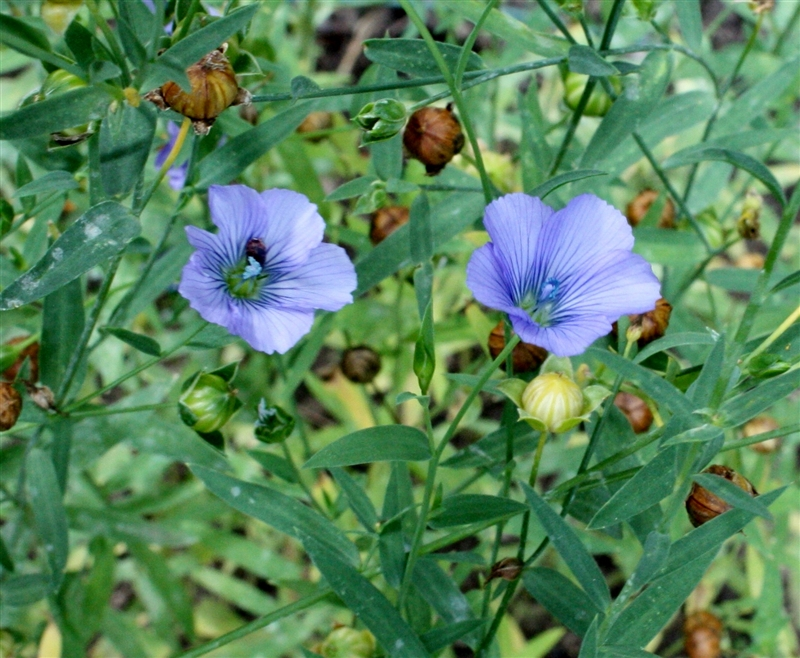 Flax flowers have five petals, usually bluish violet but sometimes white. When the flowers dry, they produce seed pods (seed capsule).