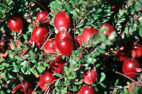 The fruits of Vaccinium macrocarpon (Cranberry) are spherical red berries.