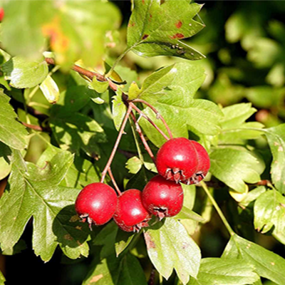 Hawthorn