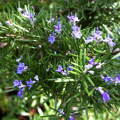 Rosemary