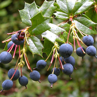 Black Barberry