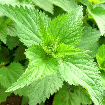 Nettle