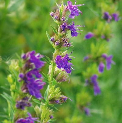 Hyssop