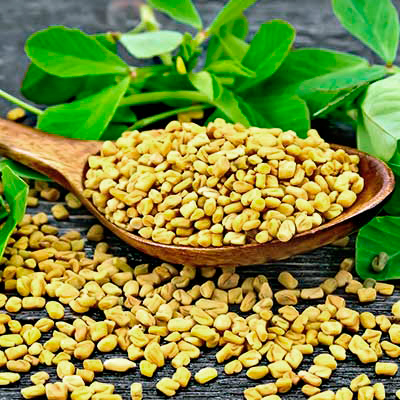 Fenugreek