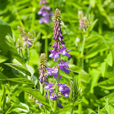 Goat's Rue