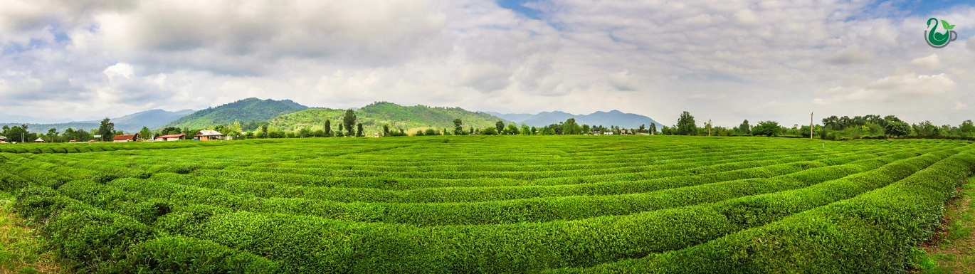 Premium herbal teas by Newsha, crafted for wellness, relaxation, and sustainability